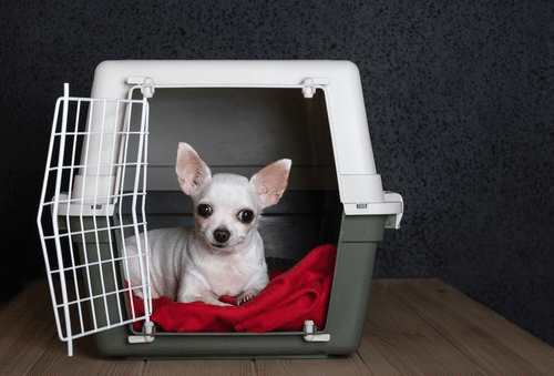 Chihuahua dog in a plastic crate