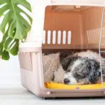 Adult Dog Peacefully Sleeping In His Crate