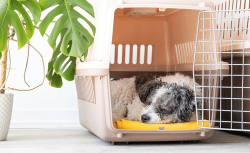 Adult Dog Peacefully Sleeping In His Crate