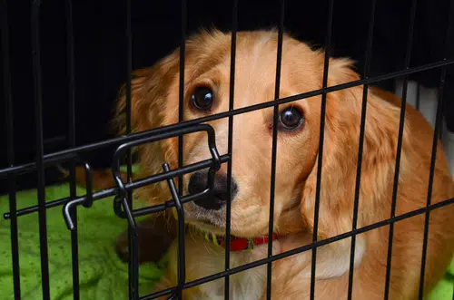 A dog in a crate, showing crate training mistakes