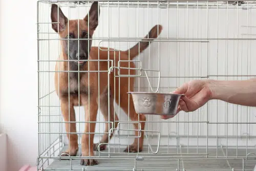 Belgian Puppy receiving food in his crate