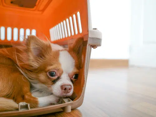 Sad dog in crate