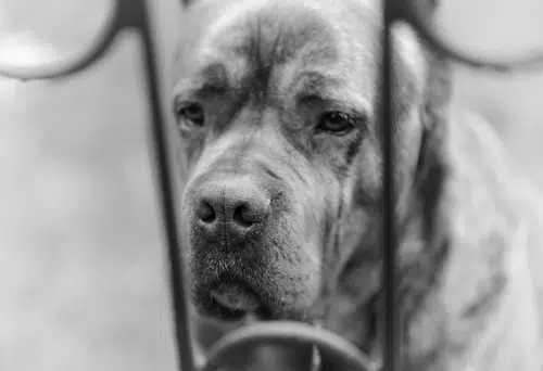 A Cane Corso puppy barking and whining in a crate, learning how to stop unwanted behavior