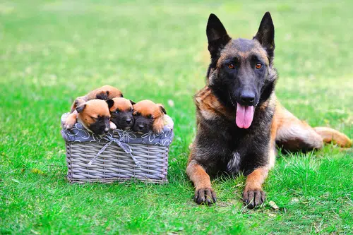 Malinois from young to old