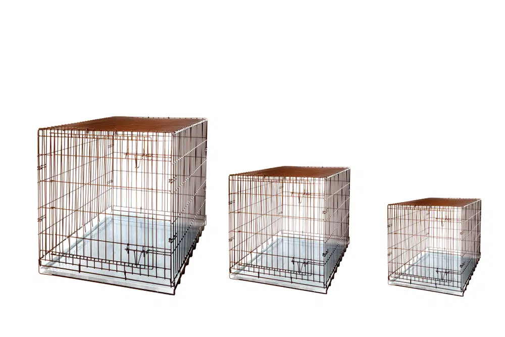 A person choosing the right size crate for an Australian Shepherd puppy