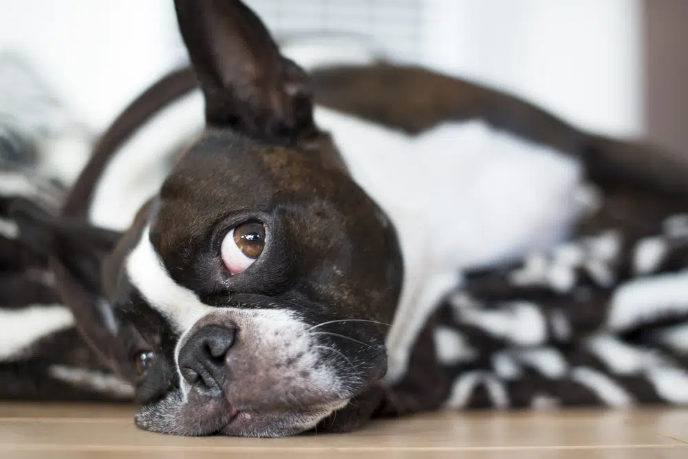 Boston Terrier laying down inside
