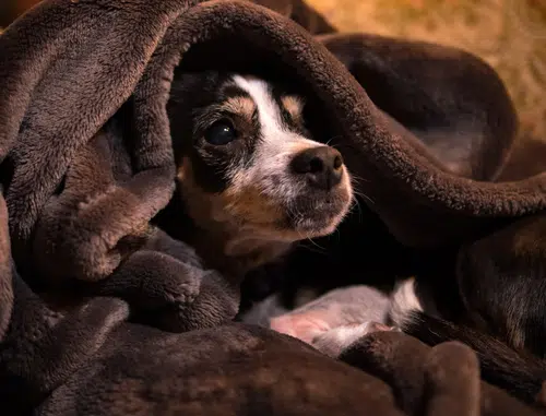 Rat Terrier relaxing under a blanket