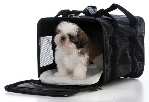 A cute Shih Tzu puppy comfortably resting inside a crate during shih tzu crate training session