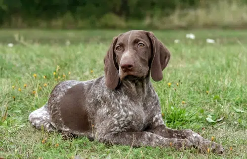 German Shorthaired Pointer laying in a field