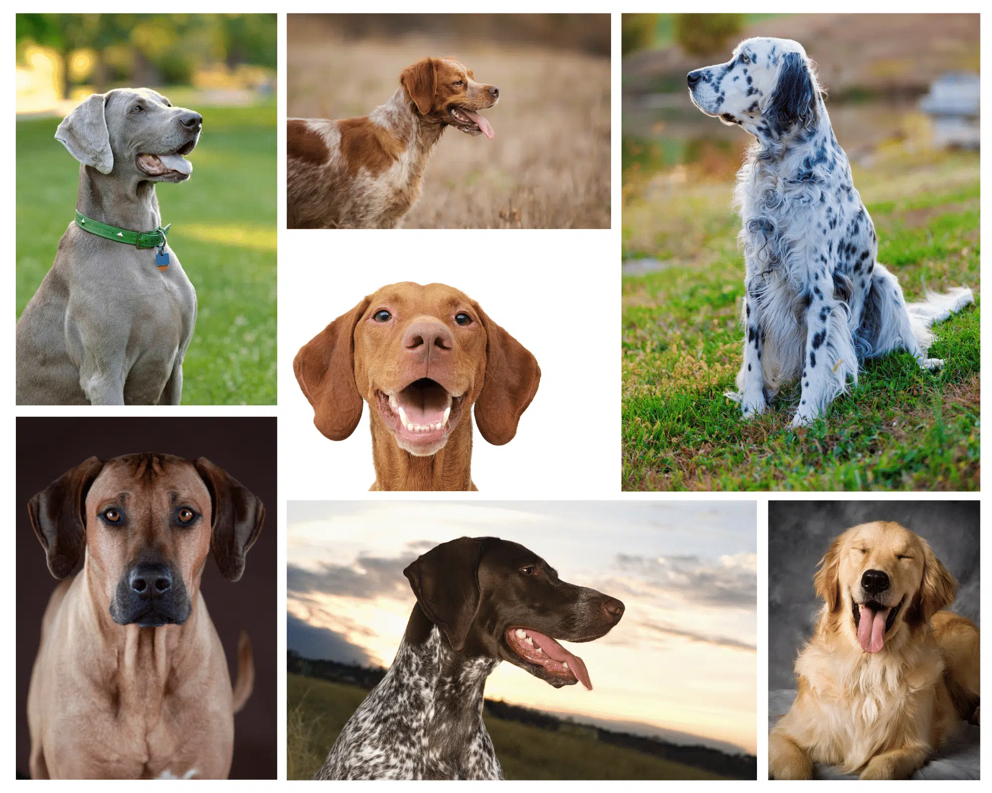 A collage of multiple dogs including the English Setter, Rhodesian Ridgeback, and Golden Retriever