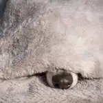 Pup nose under a blanket