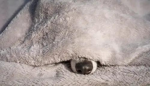 Pup nose under a blanket
