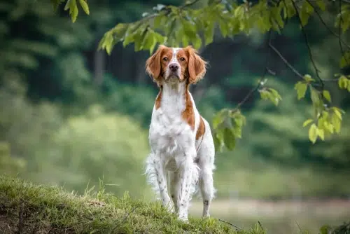 Brittany Spaniel running in a field