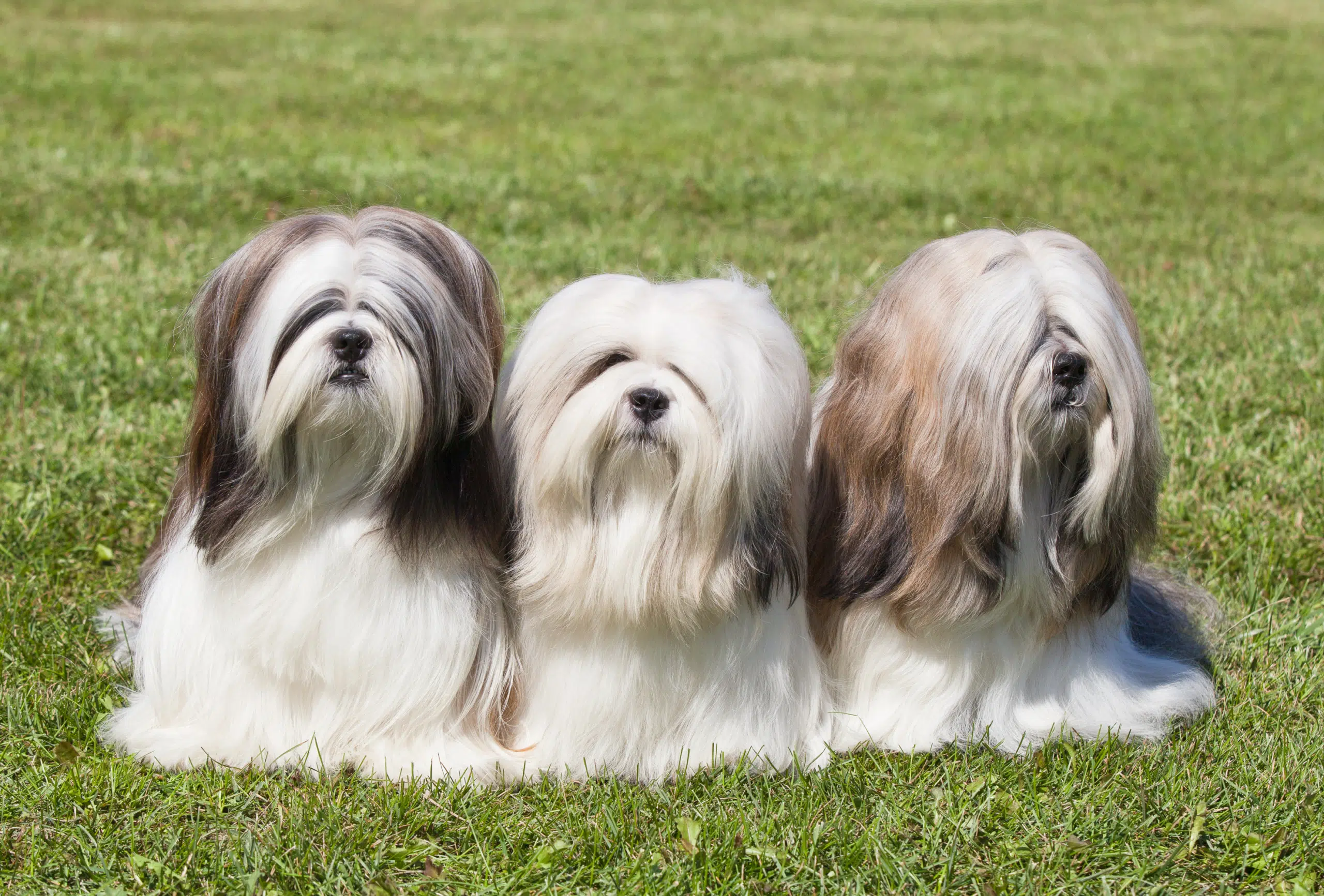 Three Lhasa Apso dogs