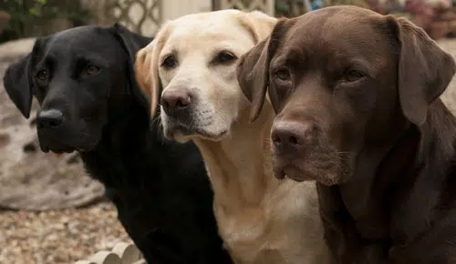 Three Labrador Retrievers all with different coat colors