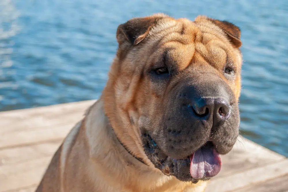 A smiling Chinese Shar Pei
