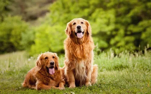 Two smiling Golden Retrievers
