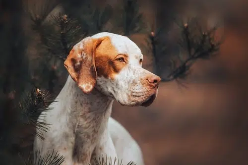 Image of a classic pointer dog in the forest