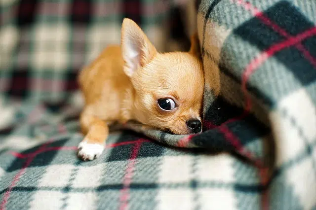 chihuahua puppy, perfect bed, nature