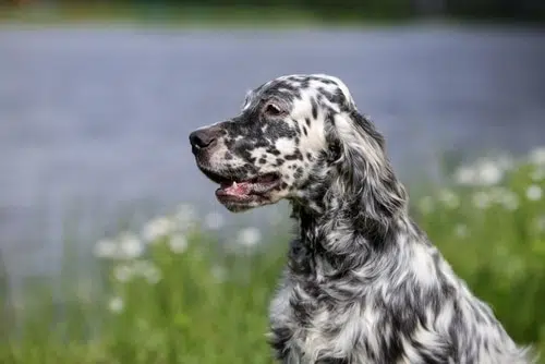 Side image of an English Setter in a field
