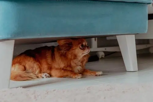A scared dog hiding under a chair. 
