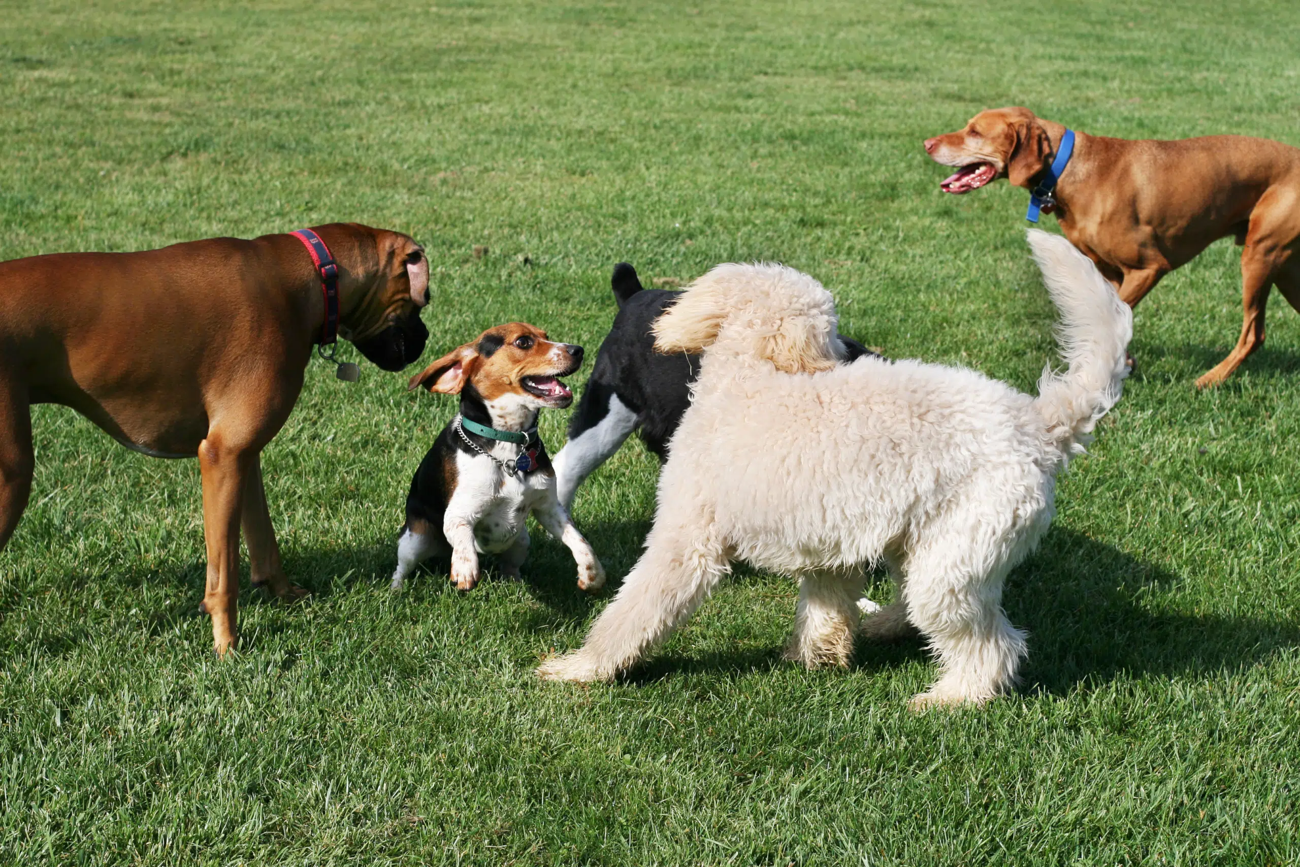 Five dogs playing at a dog park