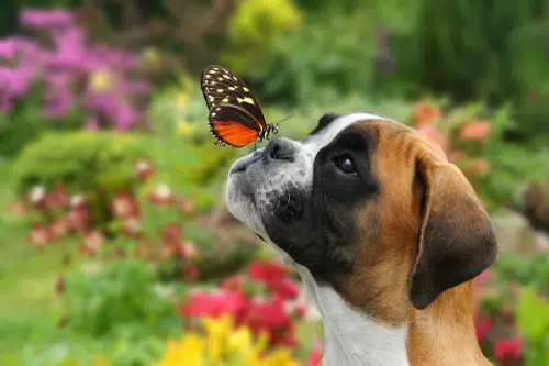A boxer dog with a butterfly on his nose