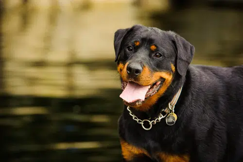 A smiling Rottweiler