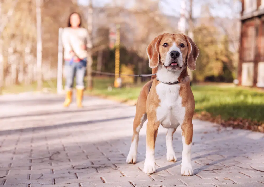 Properly socialized beagle on a long leash