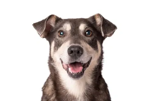 A smiling mixed breed dog