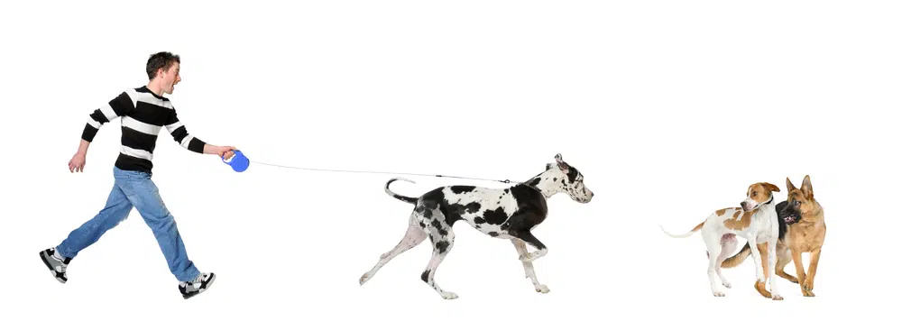 Great Dane Pulling on a Leash, dog's leash reactivity