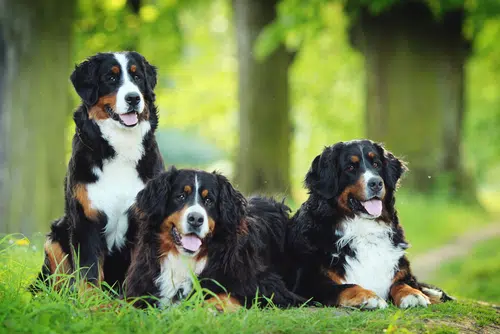 Three happy Bernese Mountain Dogs