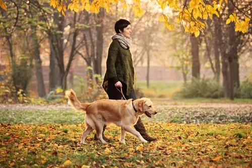 A dog owner and her dog going on a walk in the fall. 