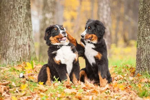 Two Bernese Mountain Dog Puppies