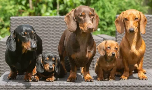 Five Dachshund dogs