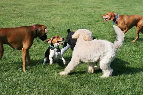 Multiple dogs playing at a dog park. 