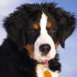 bernese mountain dog, puppy, nature