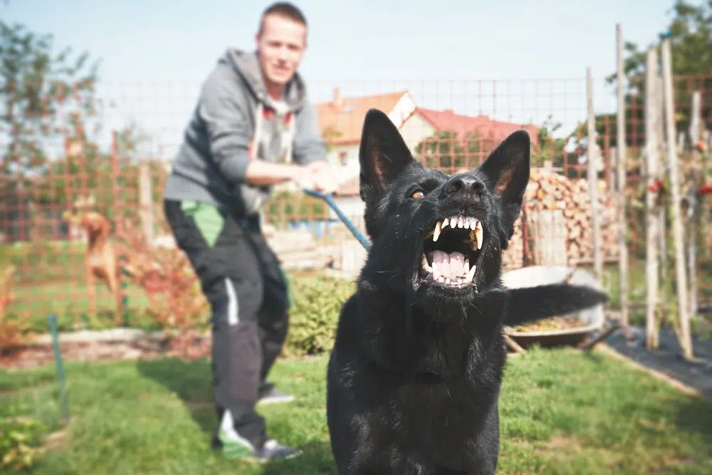 Dog Leash Aggression: Black Dog pulling a leash
