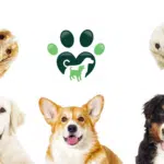 Five Dogs and a Furlyfe.com Logo