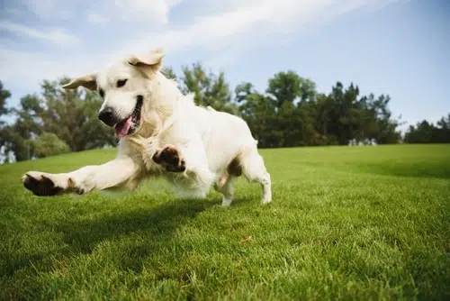An adult Labrador Retriever playing in a field. 