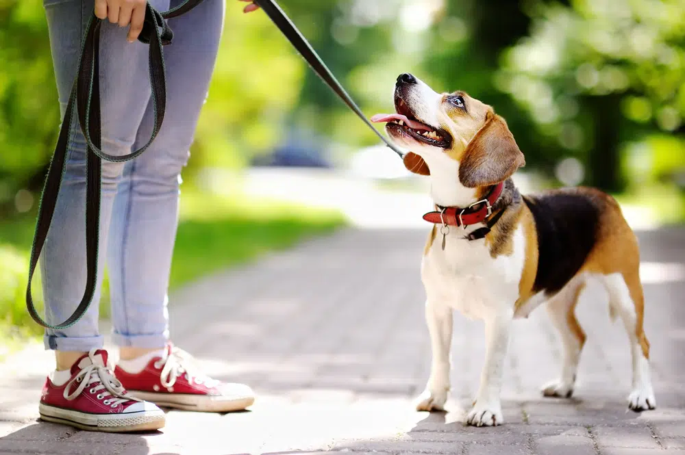 Friendly dog on a leash