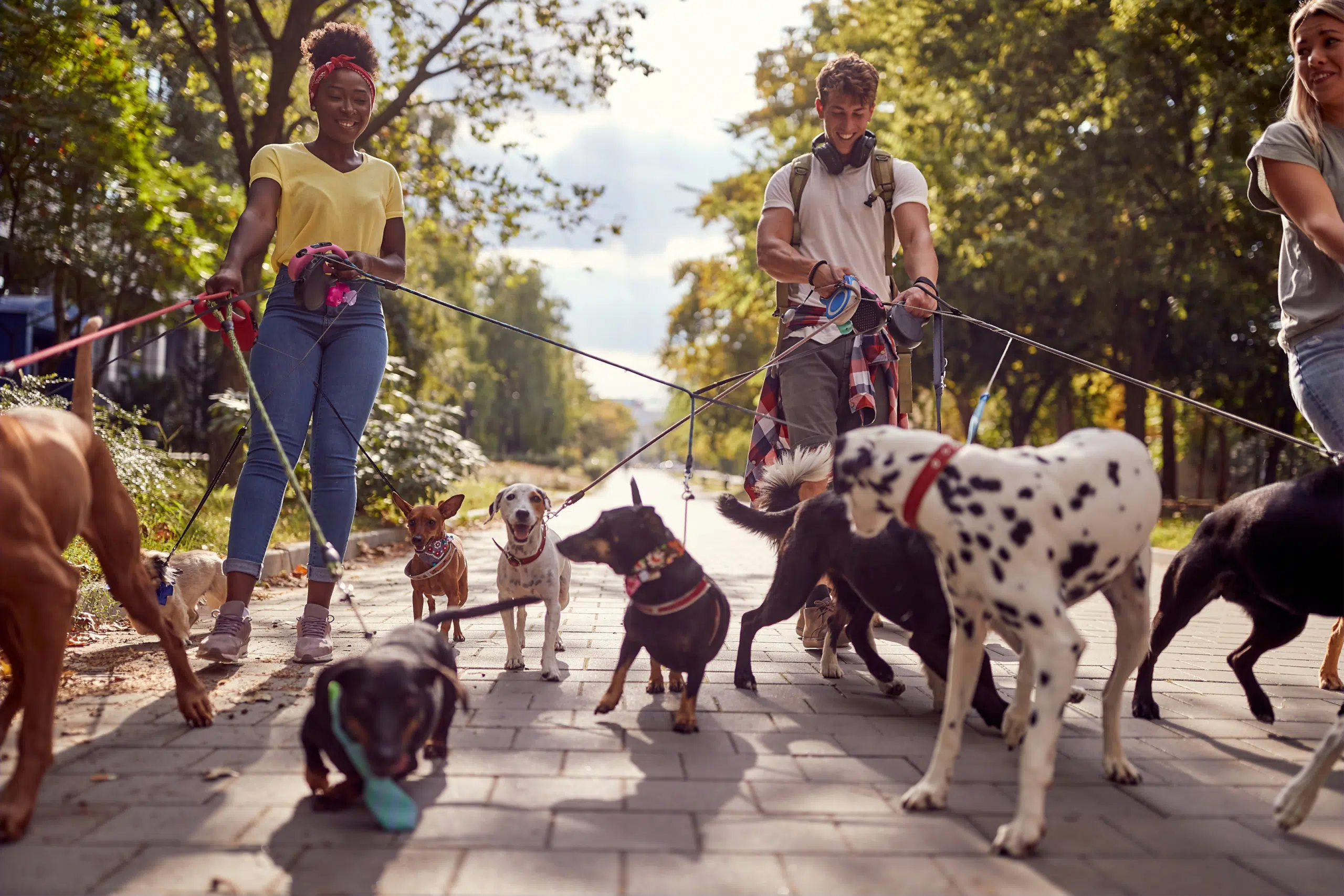 A group of people and dogs on walk.