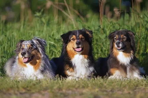 Three smiling Australian Shepherds