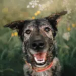 A smiling adult mixed breed dog benefiting from adult dog socialization