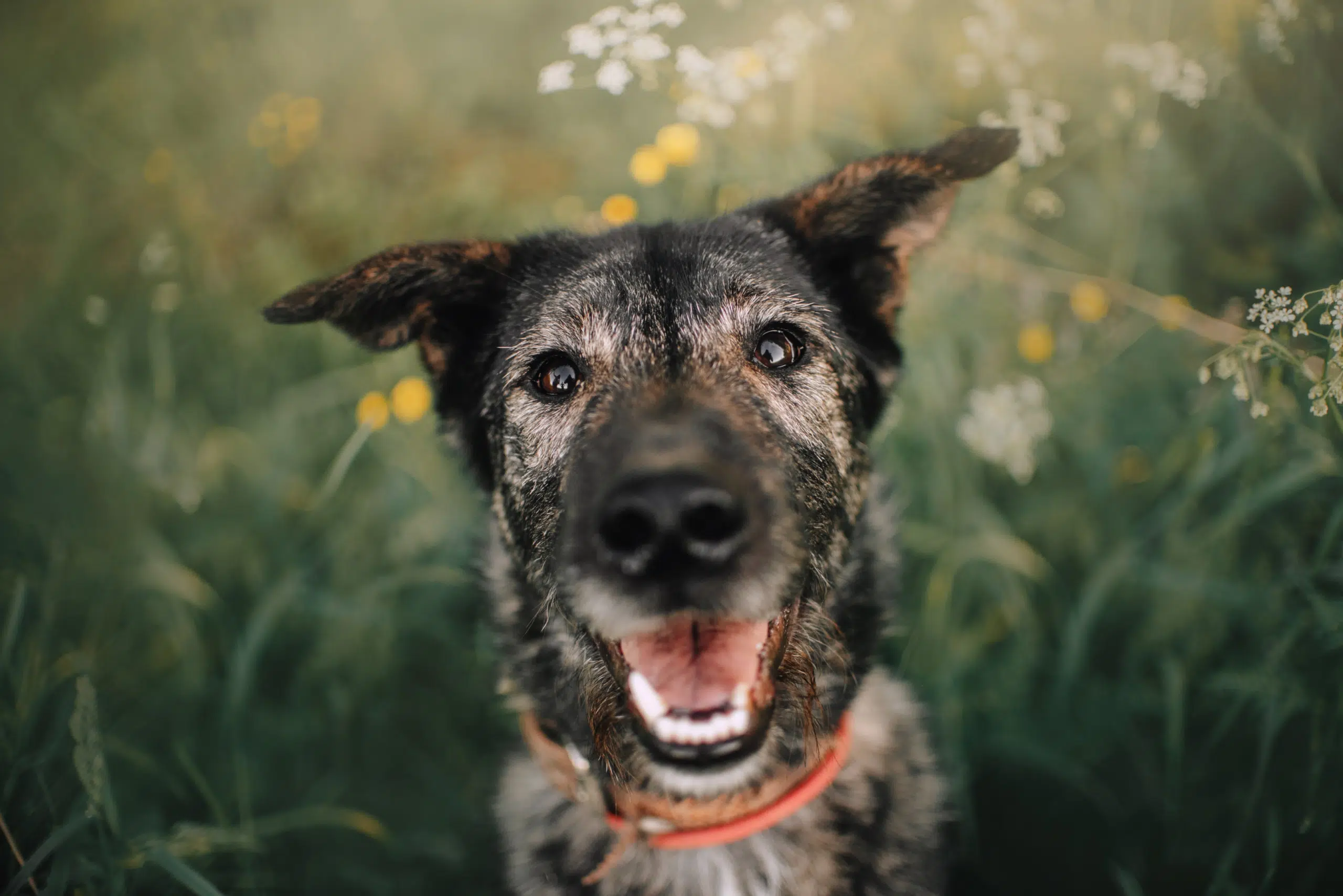 A smiling adult mixed breed dog benefiting from adult dog socialization