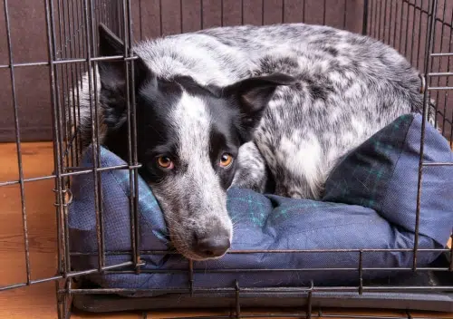 A mixed breed dog laying in a dog crate.