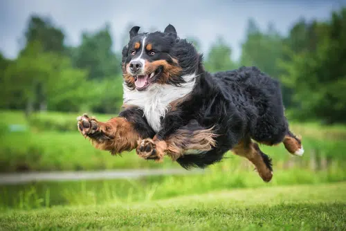 A dashing Bernese Mountain Dog