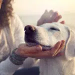 Well Behaved Dog being pet on the beach