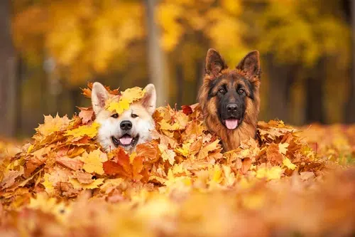 Two happy dogs laying in a pile of leaves.