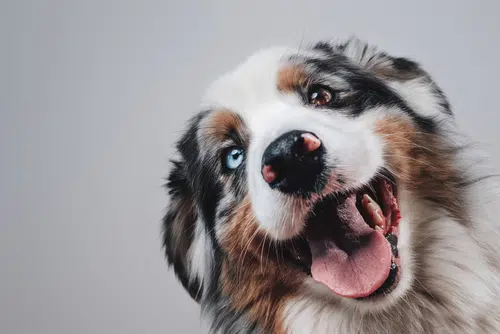A striking Australian Shepherd smiling and displaying two different colored eyes
